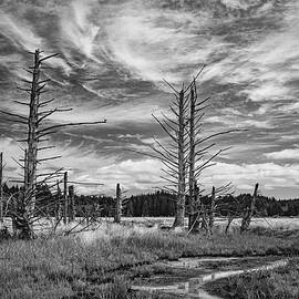 Johns river swamp 002 by Mike Penney