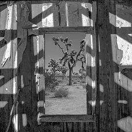 Joshua Tree as Seen through an Abandoned Building by Matthew Bamberg