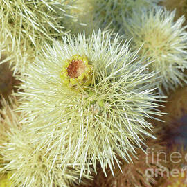 Joshua Tree Cactus 2 by Connie Sloan