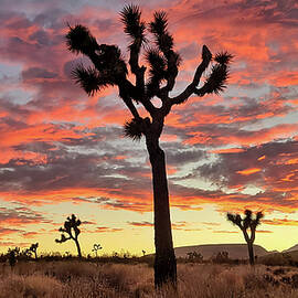 Joshua Tree in Yucca Valley by Chris Casas