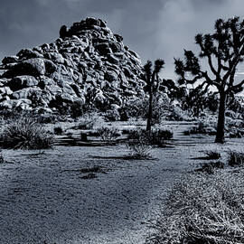 Joshua Tree National Park Selenium Toned by Roger Passman