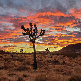 Joshua Tree Outside of Yucca by Chris Casas