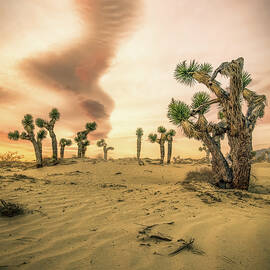Joshua Tree Sunrise by Steve Berkley