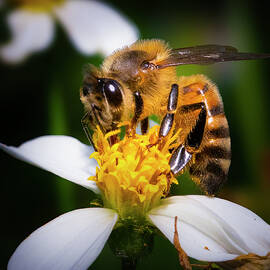 Journey of the Honey Bee by Mark Andrew Thomas