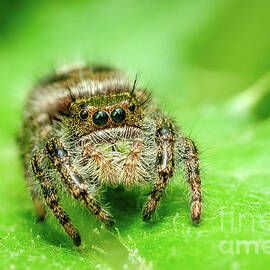 Jumping Spider on a Leaf, Macro Photography by Stephen Geisel