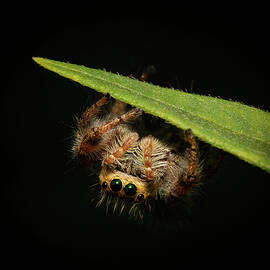 Jumping Spider on Milkweed by Deborah Roy