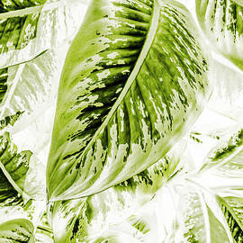 Jungle greens by Jorgo Photography