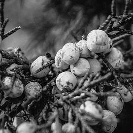 Juniper Berries by Bonny Puckett
