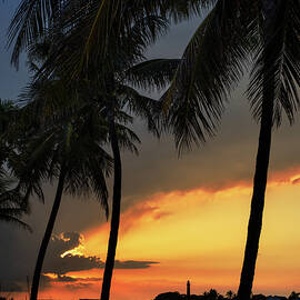 Jupiter Inlet Palms by Laura Fasulo
