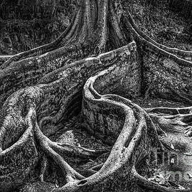 Jurassic Tree by John Kain