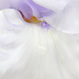 Just a Peek Bearded Iris Flower in Lavender by Jennie Marie Schell