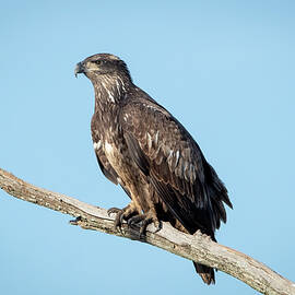 Juvenile Bald Eagle II