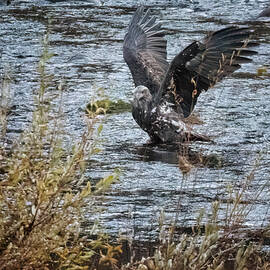 Juvenile Bald Eagle Landing by Belinda Greb