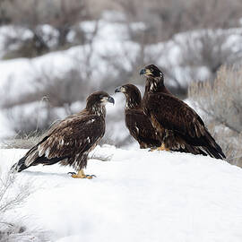 Juvenile Bald Eagles in the Snow by Wes and Dotty Weber