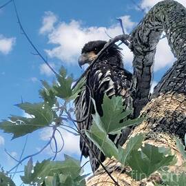 Juvenile Eagle in My Tree by Charlene Adler