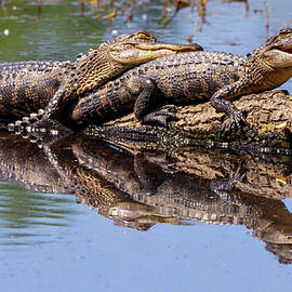 Juvenile Gator Duo by Sandy Zanko