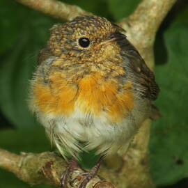 Juvenile Robin Perching by James Dower