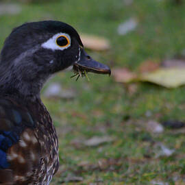 Juvenile Wood Duck by Whispering Peaks Photography