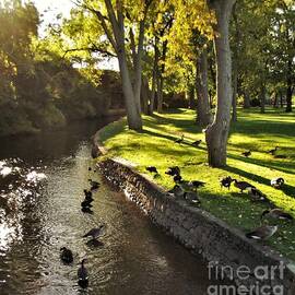 Kamm Island Canadian Geese At Sundown    Autumn     Indiana by Rory Cubel