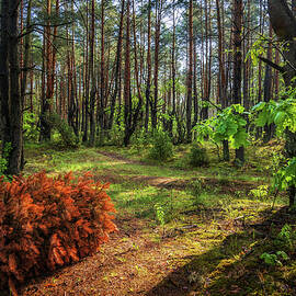 Kampinos Forest At Sunrise In Poland by Artur Bogacki