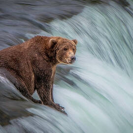 Katmai Bear at the Falls 3376 by Teresa Wilson