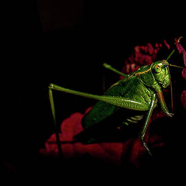 Katydid in The Spotlight by Linda Howes