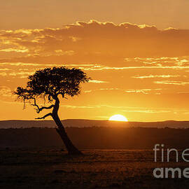 Kenya Morning by Sandra Bronstein