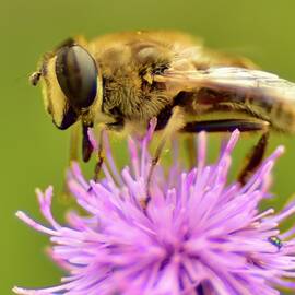 King of Pollen  by Neil R Finlay