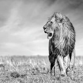 King of the Maasai Mara - African Lion by Eric Albright