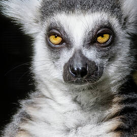 King Ringtail Lemur by LeeAnn McLaneGoetz McLaneGoetzStudioLLCcom