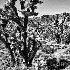 Kings of the Mojave by Brenton Cooper