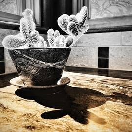 Kitchen Cactus  by Mary Lee Dereske