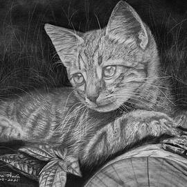 Kitten by Lena Auxier