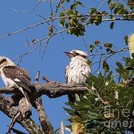 Kookaburra's in Coastal Banksia, North Haven, Far North N.S.W. Australia.  by Rita Blom