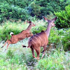 Kudus on the Run by Sherry Epley