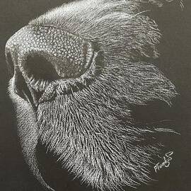 Labrador nose by Pam Thompson