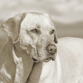 Labrador Retriever Dog Portrait Sepia Browns by Jennie Marie Schell