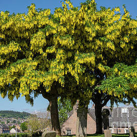 Laburnum Trees in Inverness High Kirkyard by Bob Phillips