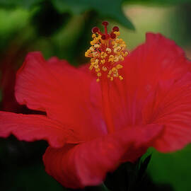 Lady in Red by Teresa Wilson