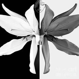 Lady Of The Lily In Contrast by Diann Fisher