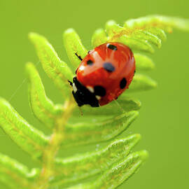 Ladybird bug close up on fern by Simon Bratt