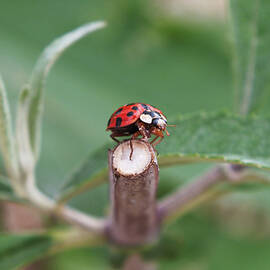 Ladybird on Branch by James Dower