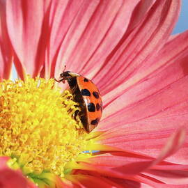 Ladybug by Alex Nikitsin