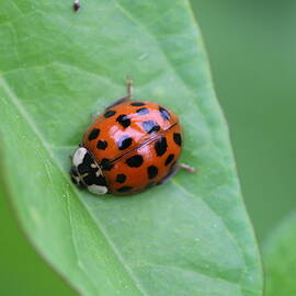 Ladybug  by Heather Malmberg