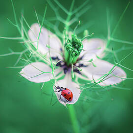 Ladybug on love in a mist flower, Nigella damascena by Jeferson Castellari