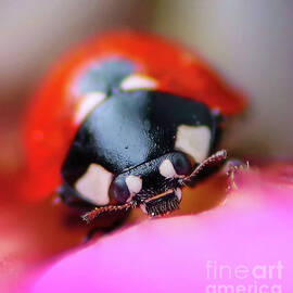 Ladybug Portrait 2 by Acryl Art Fotografie Kristin Pfeiffer