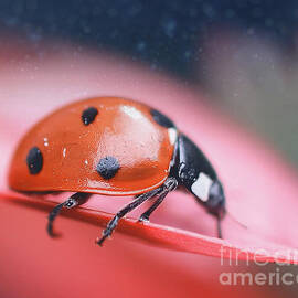 Ladybug Portrait by Acryl Art Fotografie Kristin Pfeiffer