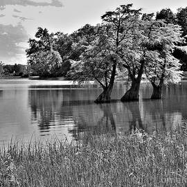 Lake Bound  Bald Cypress Trees Trio          Spring         Indiana     Black and White by Rory Cubel