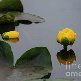 Lake Clark Yellow Lilies  by Bob Phillips