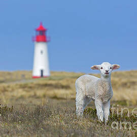 Lamb and Lighthouse by Arterra Picture Library
